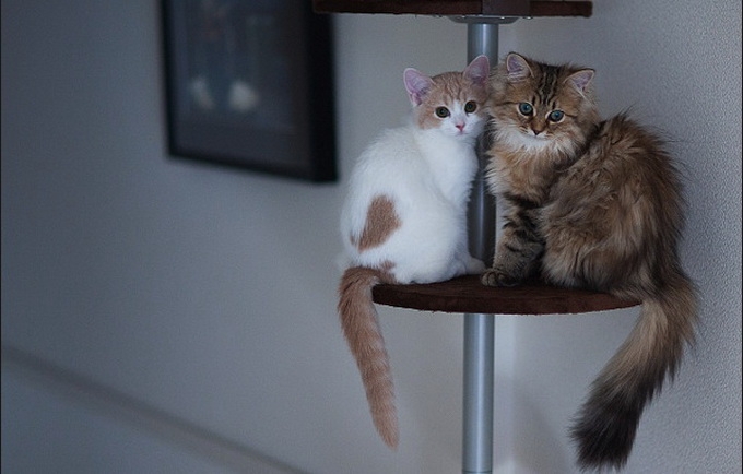 让我们幸福的在一起--猫咪萌摄影