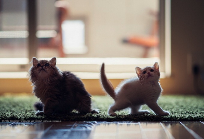 让我们幸福的在一起--猫咪萌摄影