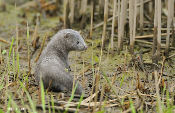 为一只鸟能坚持多久 摄影师Alan McFadyen 6年720000次快门