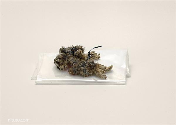 美国女摄影师Taryn Simon摄影作品:违禁品