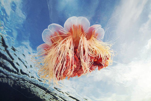 水下摄影师Alexander Semenov 超不可思议的海洋魔法师