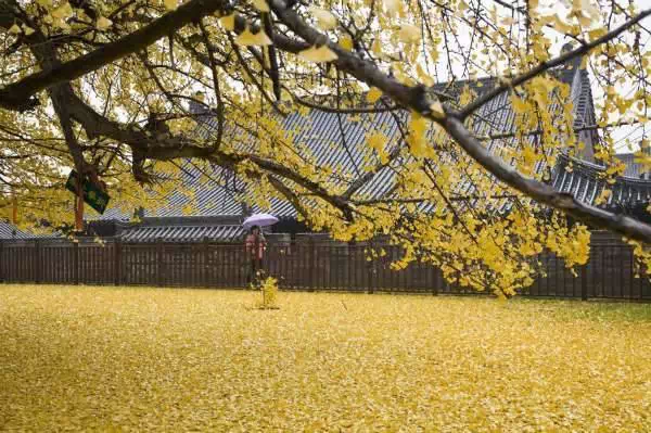 西安终南山古观音禅寺:刹那芳华
