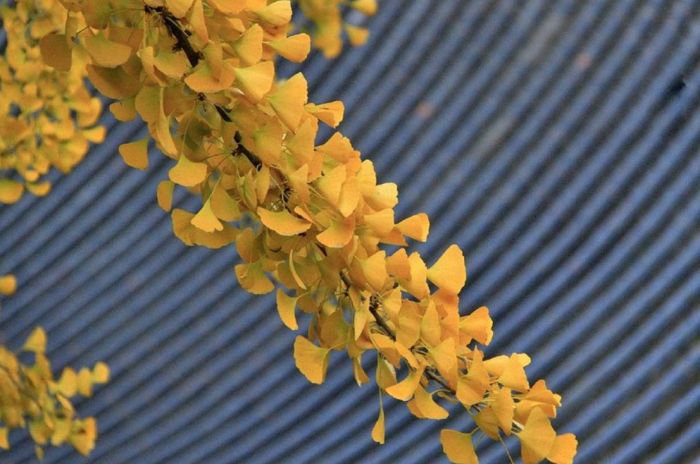西安终南山古观音禅寺:刹那芳华