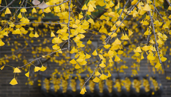 西安终南山古观音禅寺:刹那芳华