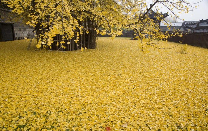 西安终南山古观音禅寺:刹那芳华