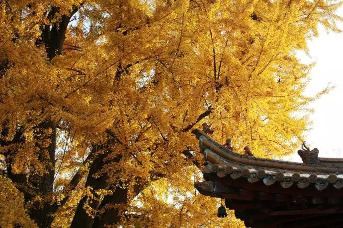 西安终南山古观音禅寺:刹那芳华