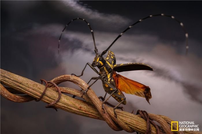 2025美国《国家地理》全球摄影大赛中国区获奖作品