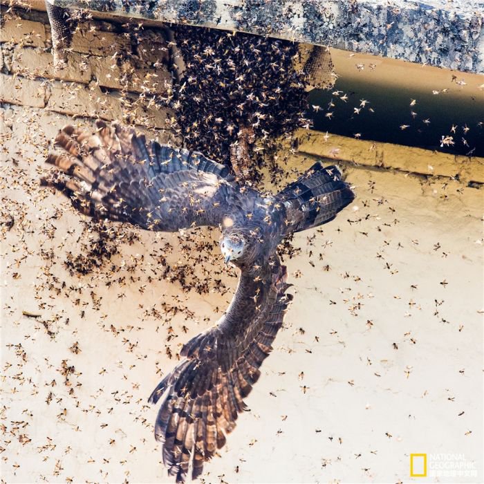 2025美国《国家地理》全球摄影大赛中国区获奖作品