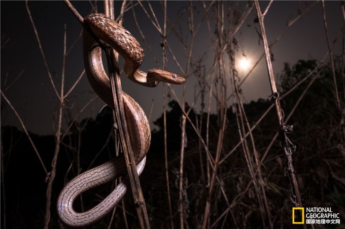 2025美国《国家地理》全球摄影大赛中国区获奖作品