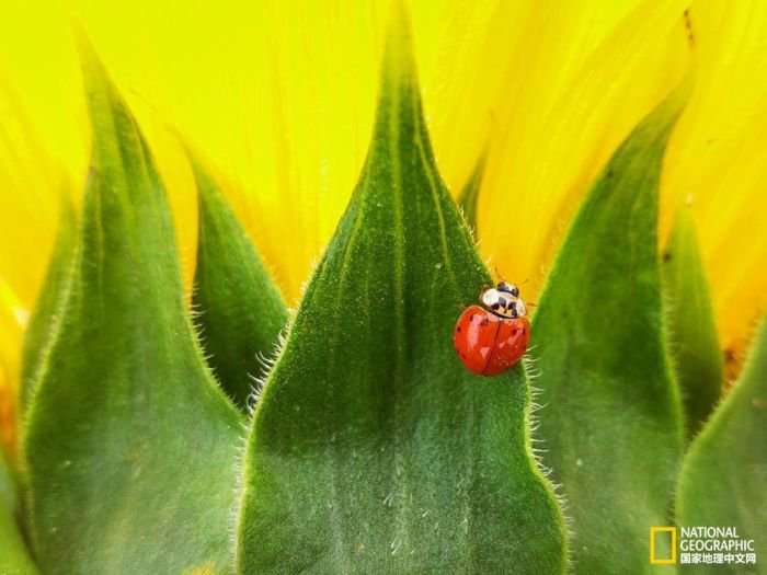 2025美国《国家地理》全球摄影大赛中国区获奖作品