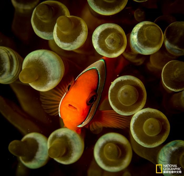 2025美国《国家地理》全球摄影大赛中国区获奖作品