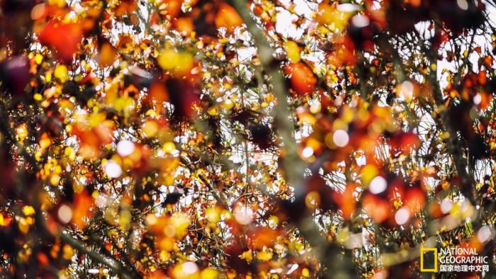 2025美国《国家地理》全球摄影大赛中国区获奖作品