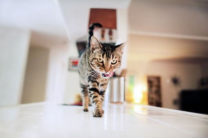 摄影师Jessica Trinh 宠物摄影欣赏