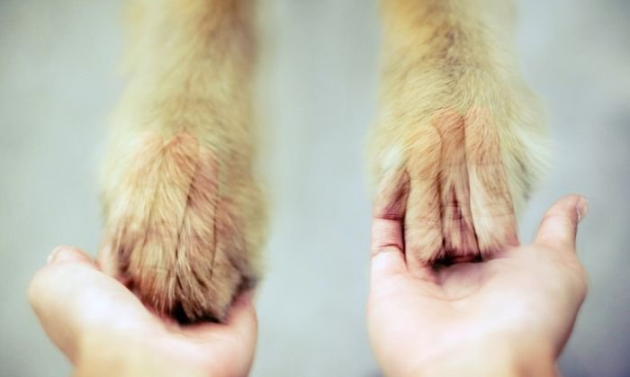 摄影师Jessica Trinh 宠物摄影欣赏