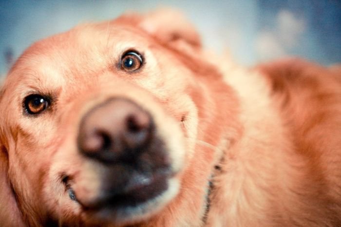 摄影师Jessica Trinh 宠物摄影欣赏