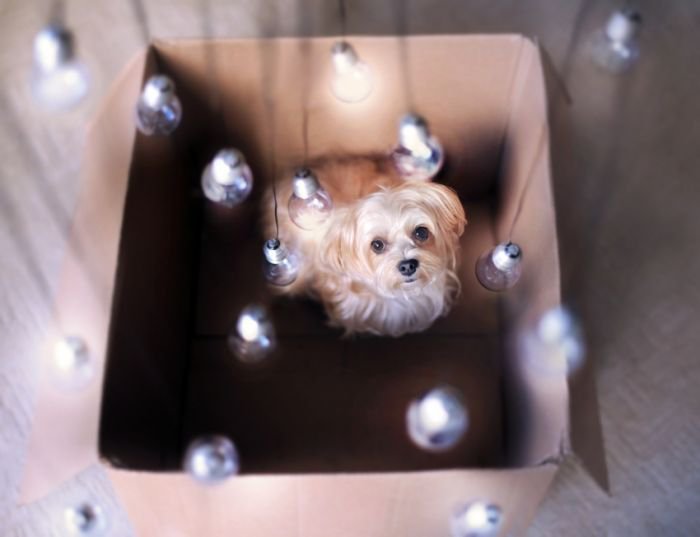 摄影师Jessica Trinh 宠物摄影欣赏