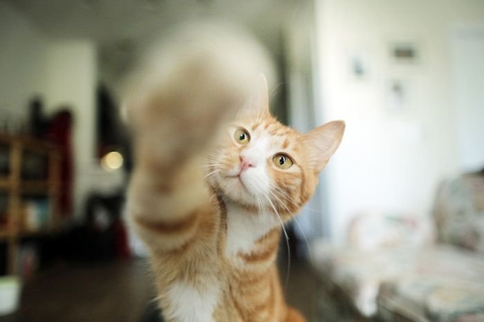 摄影师Jessica Trinh 宠物摄影欣赏