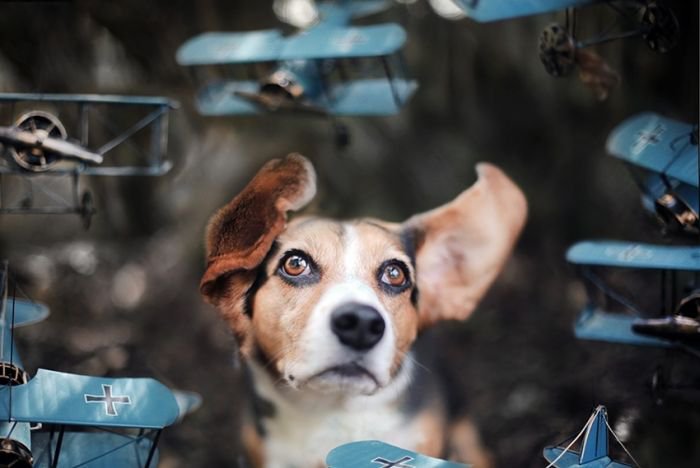 摄影师Jessica Trinh 宠物摄影欣赏