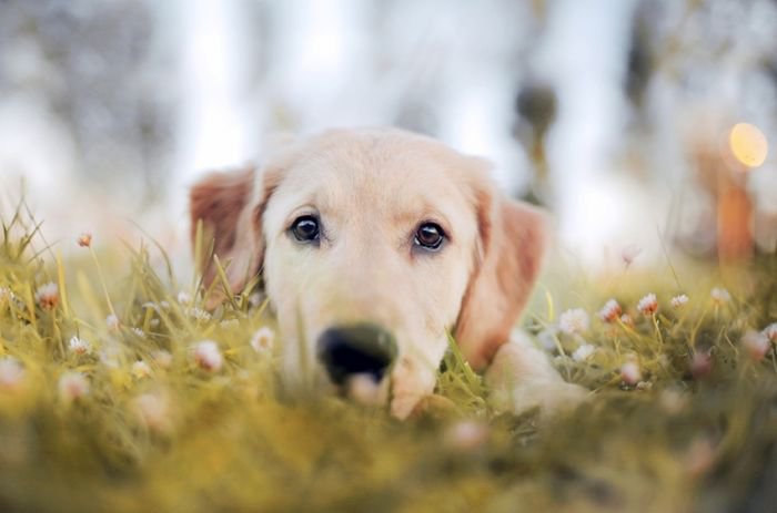 摄影师Jessica Trinh 宠物摄影欣赏