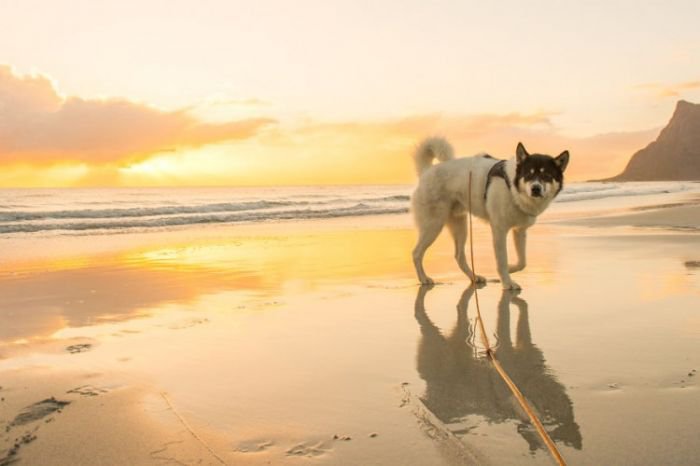 摄影师Henrik Vikse：带着心爱的哈士奇浪迹天涯