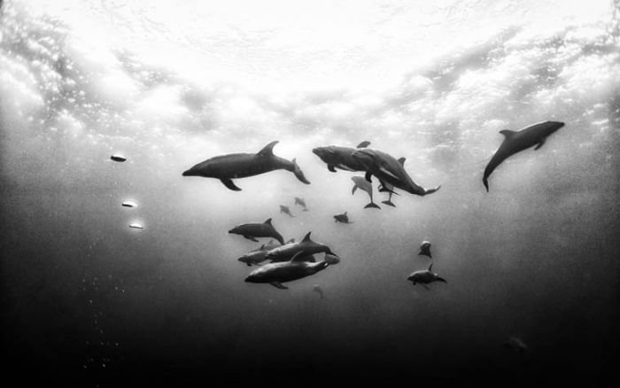 摄影师Anuar Patjane Floriuk水下摄影作品