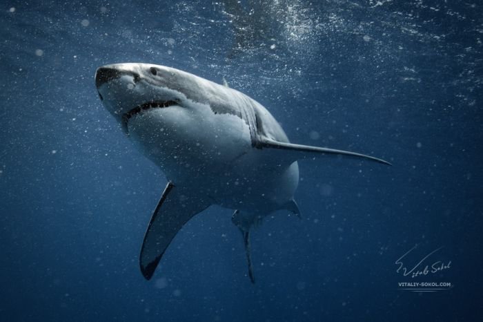 摄影师Vitaliy Sokol 神秘梦幻海底摄影