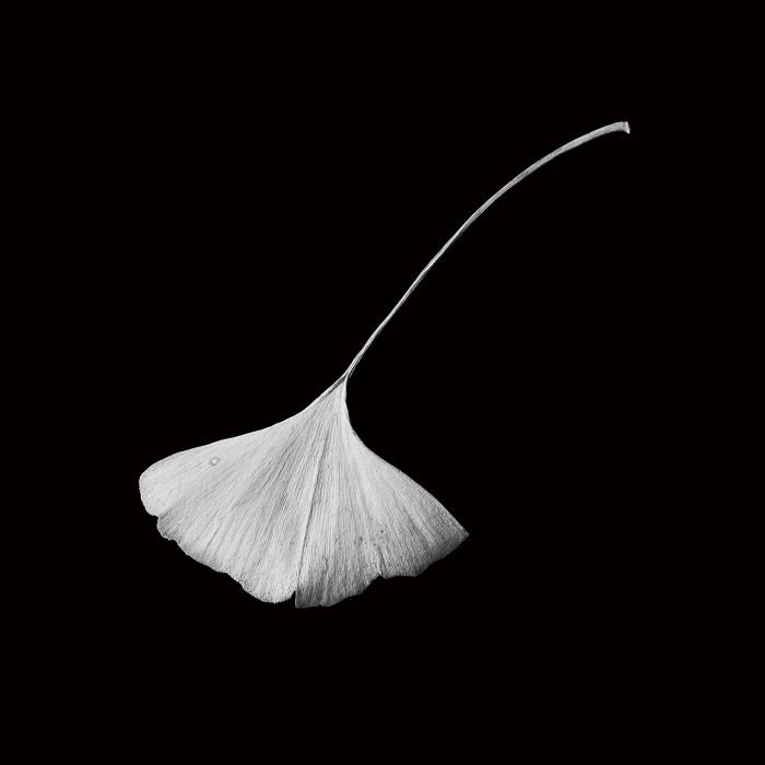 张宏川黑白摄影:《Still Life》 让生命和时间静止