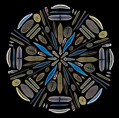 摄影师Klaus Kemp 镜头下不可思议的微观世界