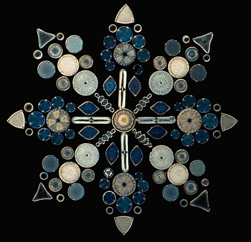 摄影师Klaus Kemp 镜头下不可思议的微观世界