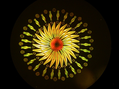 摄影师Klaus Kemp 镜头下不可思议的微观世界