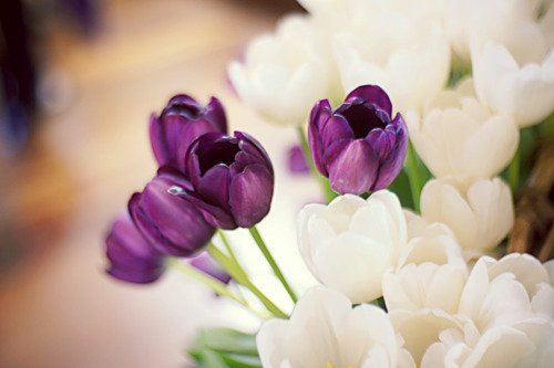 早安心语:化雪总比下雪冷,结束总比开始疼