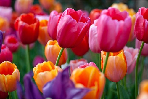 早安心语:化雪总比下雪冷,结束总比开始疼