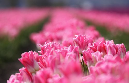 早安心语:化雪总比下雪冷,结束总比开始疼