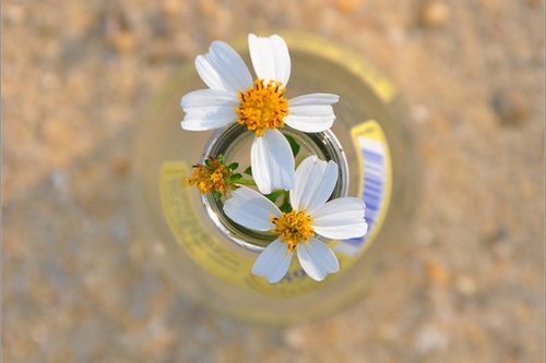 晚安心语:人生再绝望,也可以留下来,慢慢欣赏