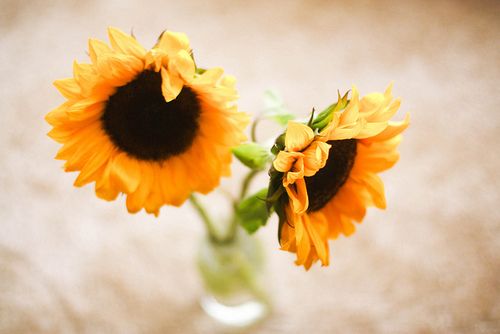 晚安心语:人生再绝望,也可以留下来,慢慢欣赏