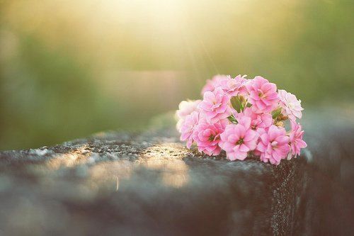 晚安心语:人生再绝望,也可以留下来,慢慢欣赏