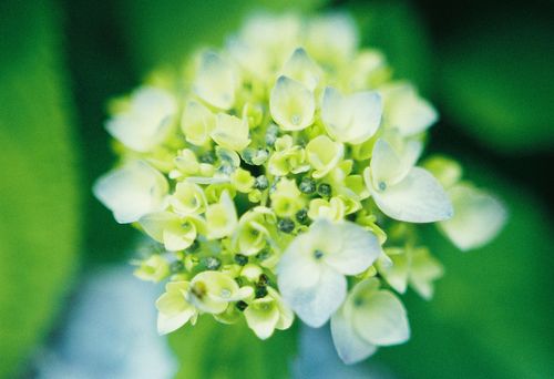 晚安心语:人生再绝望,也可以留下来,慢慢欣赏