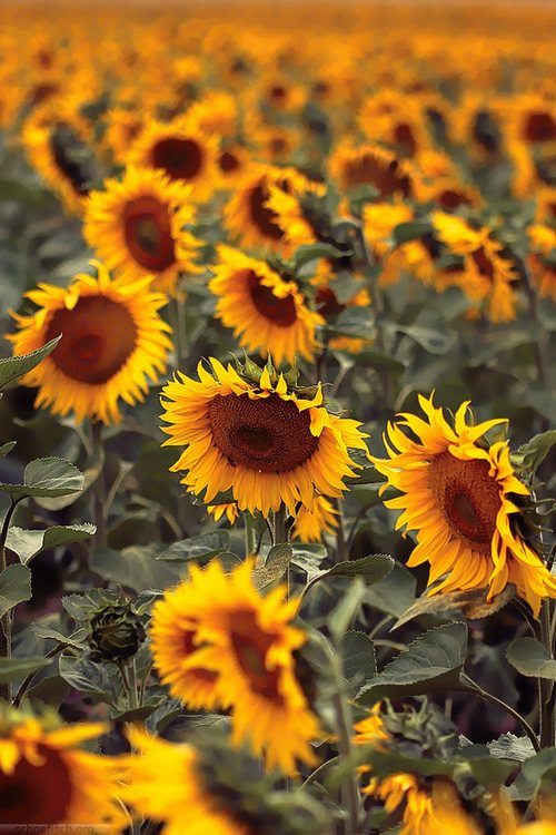 晚安心语:你陪着我的时候,我从没羡慕过任何人