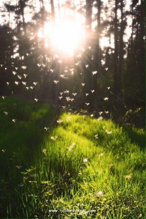 早安心语:深深的话我们浅浅地说,长长的路我们慢慢地走