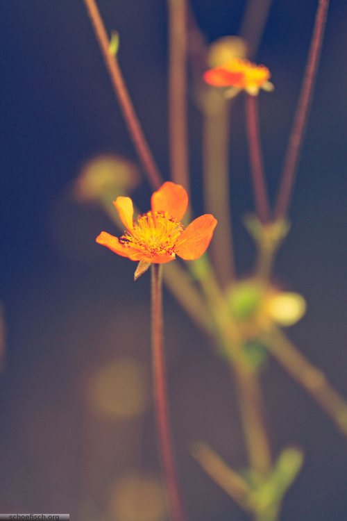 早安心语:如果你不努力,一年后的你还是原来的你