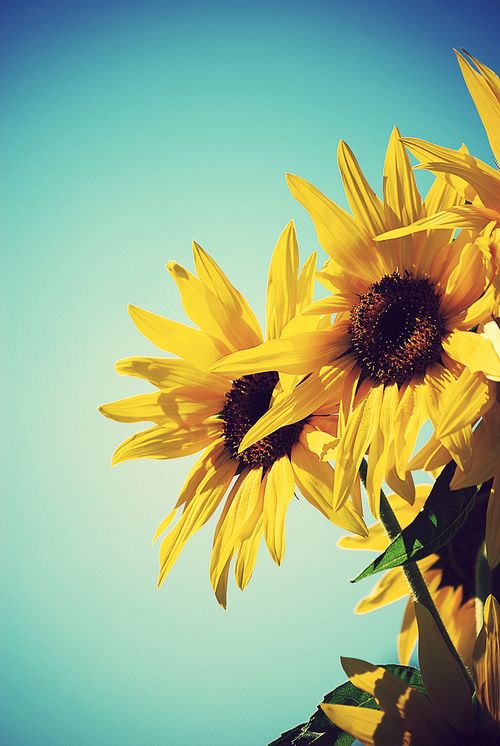 早安心语:别缠着曾经不肯走,别赖着往事不放手