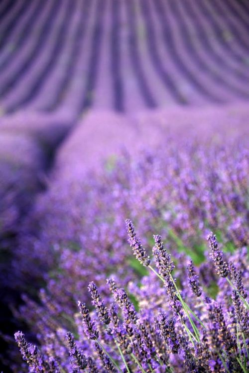 晚安心语:别让怯弱否定自己,别让懒惰误了青春