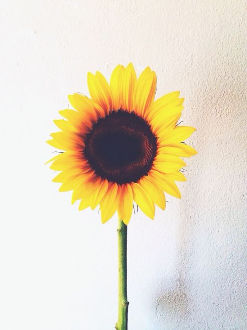 晚安心语:别让怯弱否定自己,别让懒惰误了青春