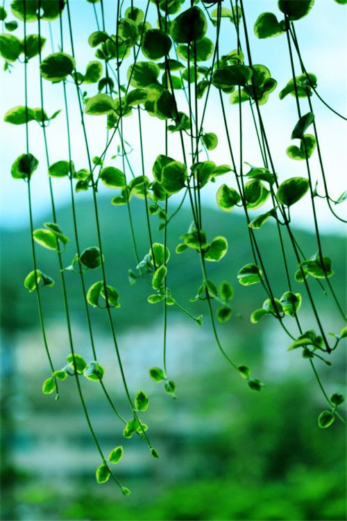 晚安心语:愿你执迷不悟时少受点伤,愿你幡然警醒时物是人是