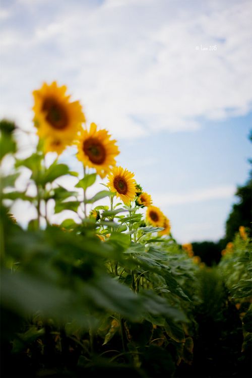 早安心语:别嫌弃一直陪你的人,别陪一直嫌弃你的人
