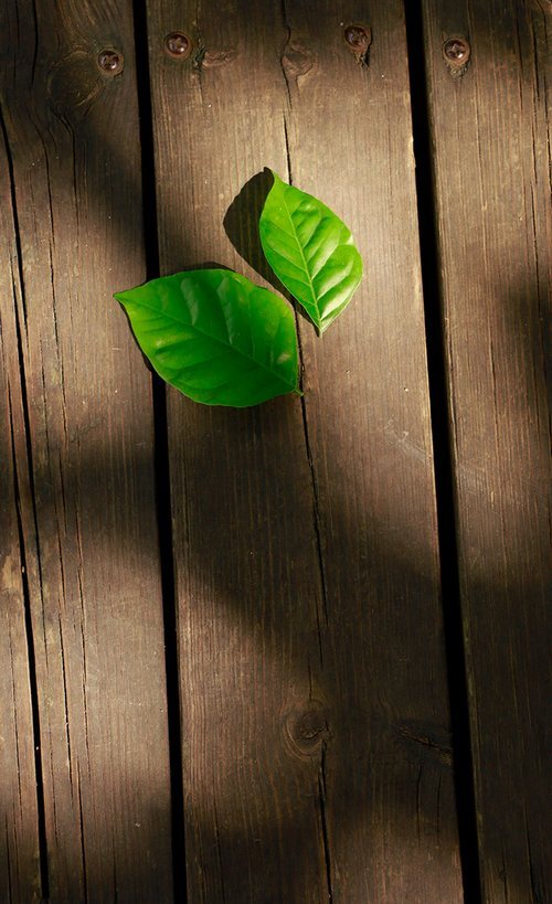 早安心语:你若爱,生活哪里都可爱