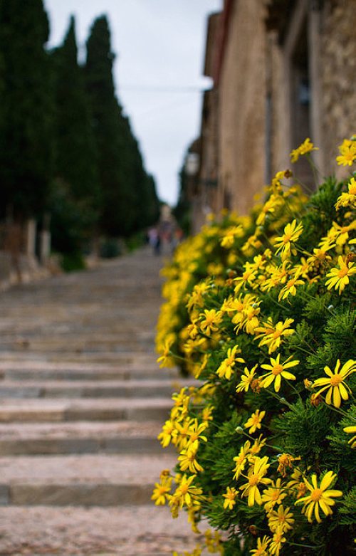 早安心语:你若爱,生活哪里都可爱