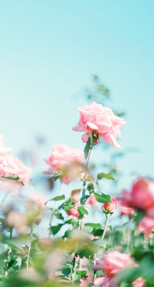 晚安心语:迷茫的原因往往只有一个,想得太多,做得太少