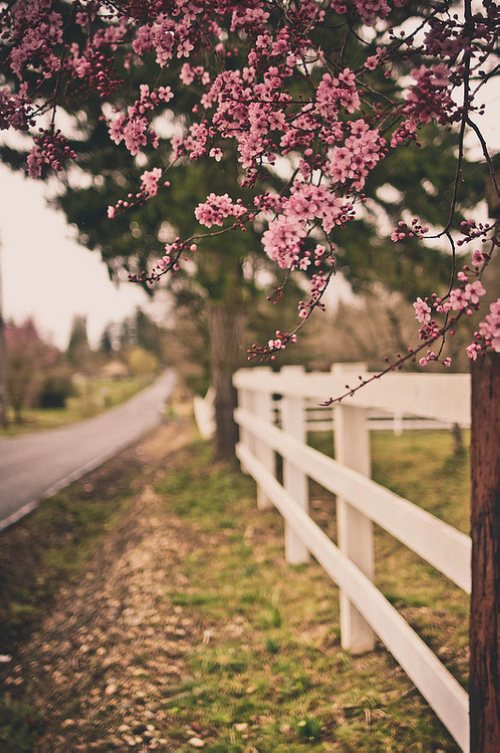 早安心语:我有着长长的一生,而你,你一定会来