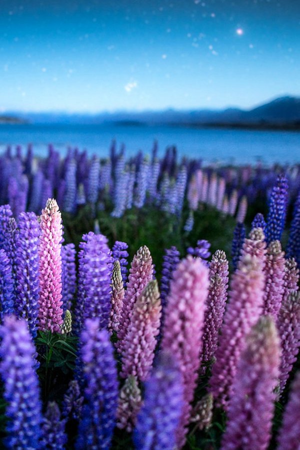 晚安心语:最想的人是你,最不想打扰的人也是你